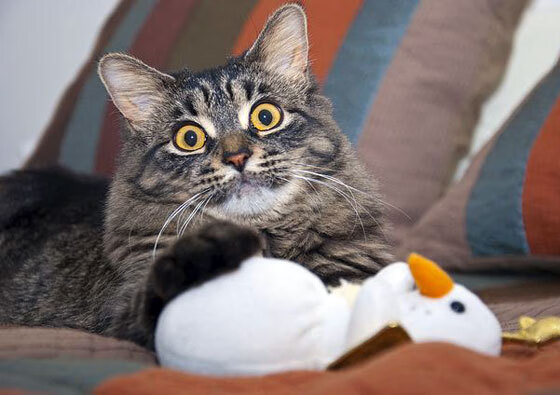 2024全明星赛最值得期待的亮点都在这里！，2o21全明星赛