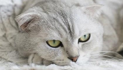 开云真人体育娱乐-马刺后场双枪组合初见锋芒，马刺双雄