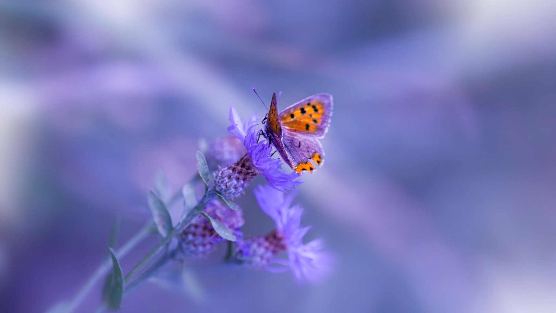 开云·Kaiyun网页版-2024“中杉杯”第八届世界奥赛之夜中国区北京站健身健美大赛成功举办